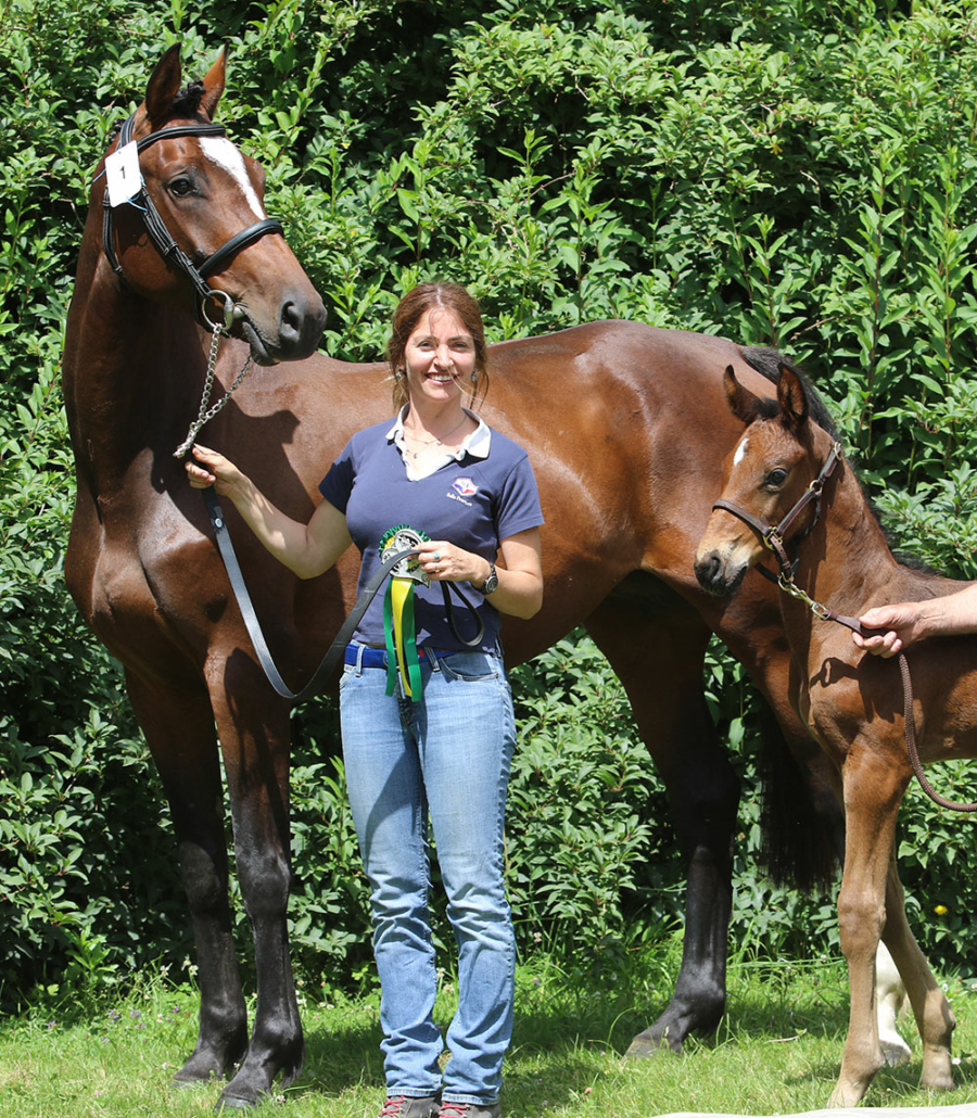 Ecurie de sport jeunes chevaux Lorient
